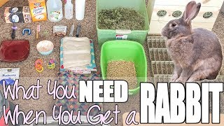 What You Need When You Get A Rabbit [upl. by Silver]