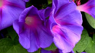 Time Lapse of Morning Glory Flowers Opening [upl. by Bonni]