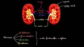 Anatomie et fonctions des reins [upl. by Kan]