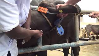 Mastitis Management in Dairy Cows [upl. by Galer]