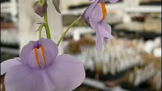 Giant bladderwort Utricularia cornigera [upl. by Gnah]