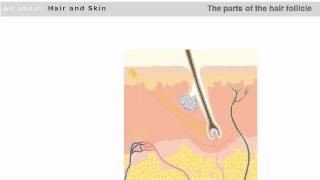 The Basic Structure of the Hair Follicle and Skin [upl. by Cooper]