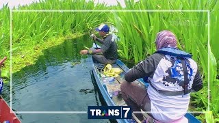 MANCING MANIA  KERANDANG AIR HITAM 24916 32 [upl. by Leraj363]