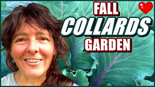 How To Plant Fall Collard Greens  Raised Bed Gardening [upl. by Enymsaj]