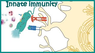 Innate immune system detailed overview [upl. by Gwenore694]