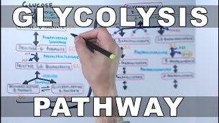 Glycolysis Pathway [upl. by Neyu412]