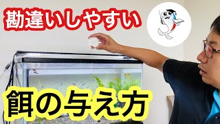 【愛情かけすぎ注意】熱帯魚飼育にベストな給餌方法を解説 [upl. by Aihsitan]