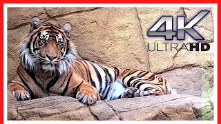 London Zoo Animals  FULL walking tour  Things to do in LONDON  3h40m [upl. by Noirred]