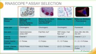 Introduction to the RNAscope® Assay [upl. by Cartan215]