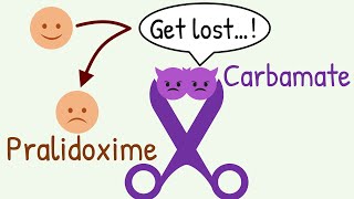 Why Pralidoxime is CONTRAINDICATED in Carbamate Poisoning [upl. by Traweek]