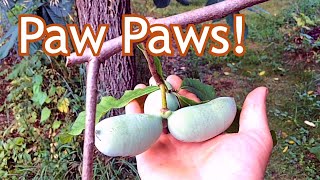 Paw Paw  Where we plant them in our landscape [upl. by Etna]