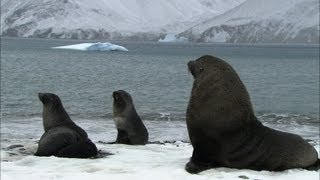 Soaked penguins amp mating seals  Antarctica Ep3 [upl. by Nyrhtak]