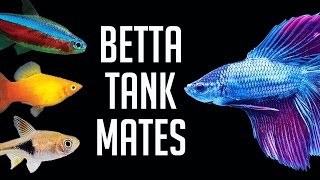 Compatible Tank Mates for Betta Fish [upl. by Felicity]