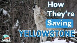 How Wolves Brought Yellowstone Back to Life [upl. by Titania115]