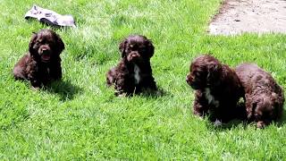 Cocker Spaniel puppies for Sale [upl. by Chimene]