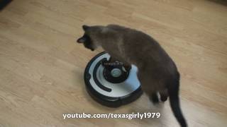 Cat shows HOW TO use iRobot Roomba Vacuum [upl. by Tap]