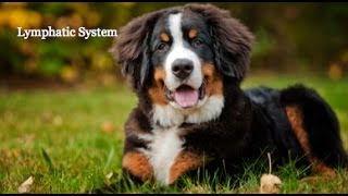 Lymphatic System Intro VETERINARY TECHNICIAN EDUCATION [upl. by Elrod]