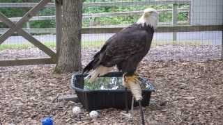 What Bald Eagles Really Sound Like [upl. by Risay845]