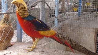 Recorrido por un Criadero de Aves Faisán  TvAgro por Juan Gonzalo Angel [upl. by Starinsky]