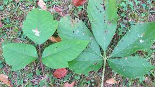 Difference Between Poison Ivy and Poison Oak [upl. by Sherborne]