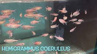 Hemigrammus coeruleus [upl. by Stedman]