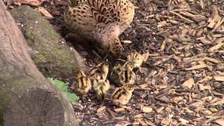 Female Pheasant and Chicks Phasianus colchicus [upl. by Previdi]