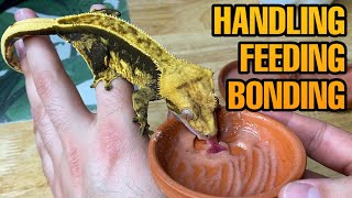 HOW TO TAME YOUR CRESTED GECKO  BEST TRAINING METHODS [upl. by Ecneret944]