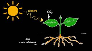 Nutrition et organisation des végétaux chlorophylliens 5e [upl. by Lednic]