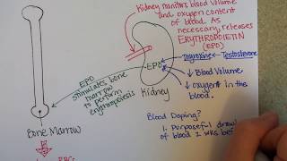 Erythropoiesis Red Blood Cell Formation [upl. by Esbensen]