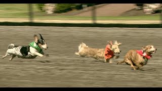 2018 Wiener Dog Races at Emerald Races [upl. by Llewellyn674]