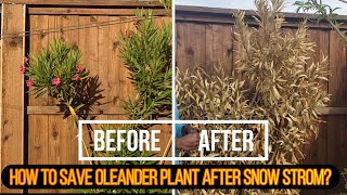 How to save Oleander plants post winter storm [upl. by Sharline]