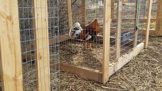 Gamefowl pen upgrades and update on the pigeon loft [upl. by Nej827]