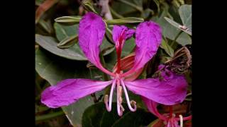 Bauhinia purpurea [upl. by Pell]