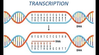 Transcription DNA to RNA [upl. by Lilahk894]