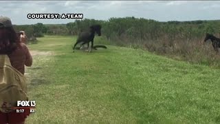 Horse clashes with alligator in Florida state park [upl. by Roddie]