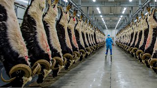 Millions Of Goats Are Raised Each Year For Meat And Milk – Goat Meat Processing In The Factory [upl. by Adolphus]