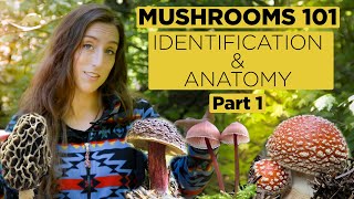 Mushrooms 101 Identification and Anatomy  Part 1 [upl. by Corly]