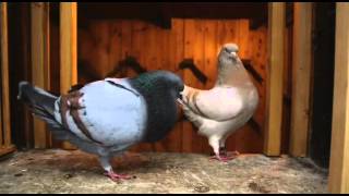 Documentary on Fancy Pigeon Breeding [upl. by Lotti2]