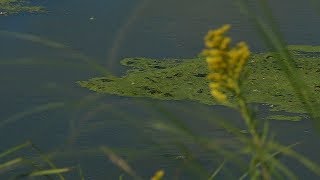 Carnivorous Bladderwort Plant Discovered in Wirth Park [upl. by Hsakaa]