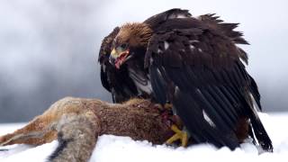 Golden Eagle Sounds and Pictures [upl. by Isteb]