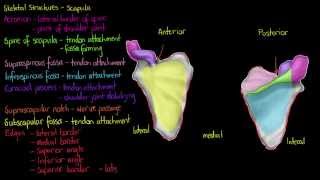 Skeletal Structures The Scapula [upl. by Housum407]