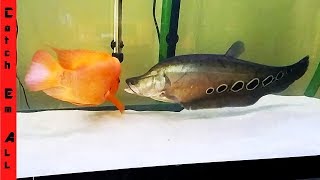 FISH FIGHTING in TANK Who will SURVIVE [upl. by Mccarty]