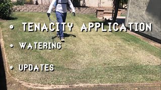 Lawn Rejuvenation Part 3of4  Tenacity Herbicide Application [upl. by Oiretule]