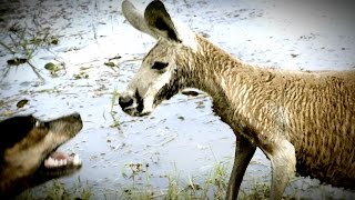 Kangaroo Tries to Drown Dog and Attacks The Owner [upl. by Colvert]