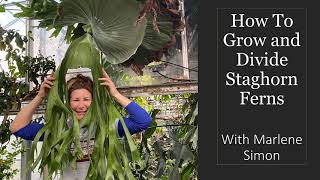 Growing and Dividing Staghorn Ferns [upl. by Margreta]