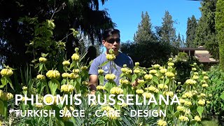 PHLOMIS RUSSELIANA SAGE  CARE  DESIGN [upl. by Akinad]