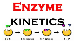 Enzyme kinetics animation [upl. by Astra289]