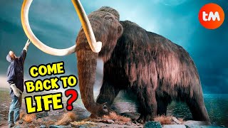 10 Things You DIDN´T KNOW About MAMMOTHS [upl. by Thessa]