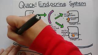 Endocrine System  Summary [upl. by Norrag592]