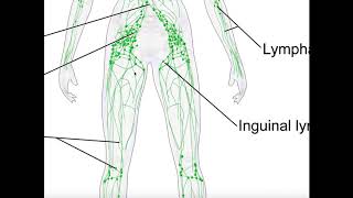 Basics amp Structures of the Lymphatic System [upl. by Kopple]